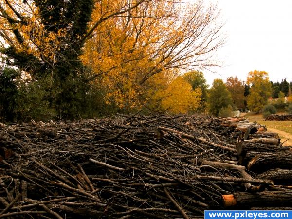 Autumn woods